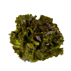 Insalata Canasta