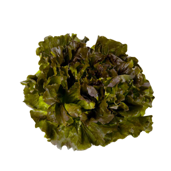 Insalata Canasta