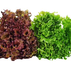 Insalata Lollo