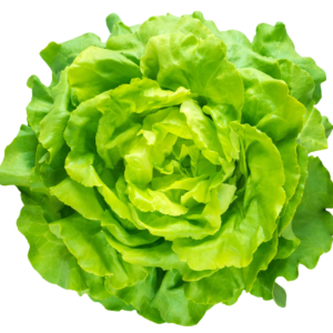 Lattuga