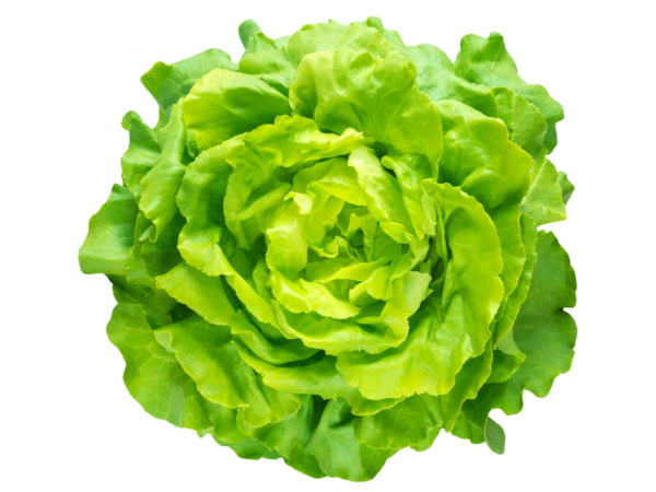 Lattuga