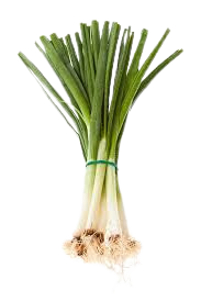 Cipolla Fresca