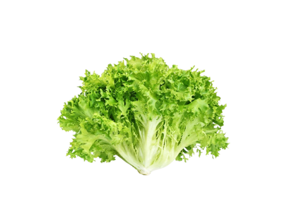 Scarola