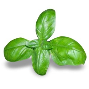 Basilico