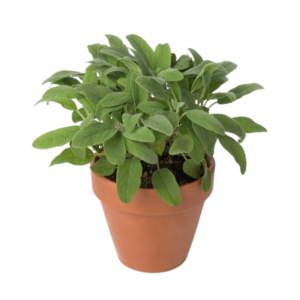 Piantine Salvia