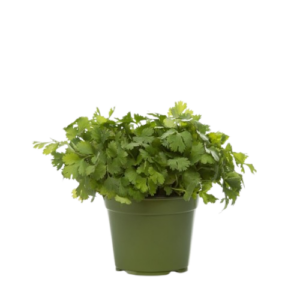 Piantine Coriandolo