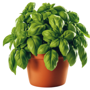 Piantine basilico