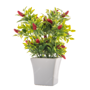 Piantine Peperoncino