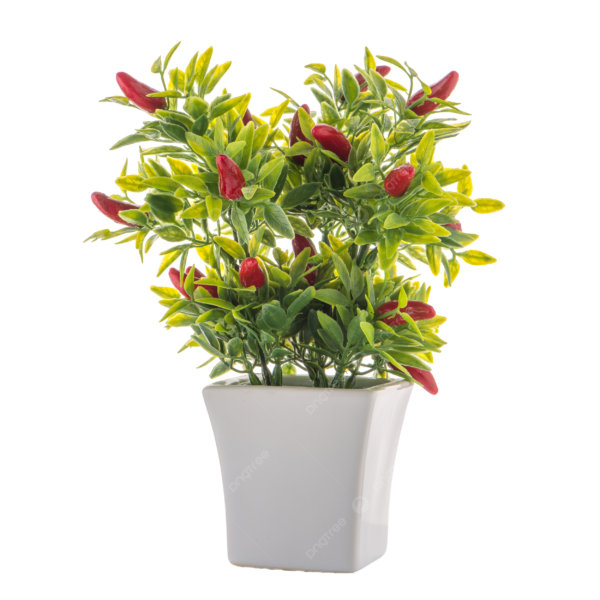 Piantine Peperoncino