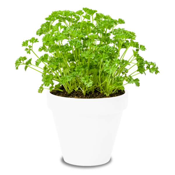 Piantine Prezzemolo