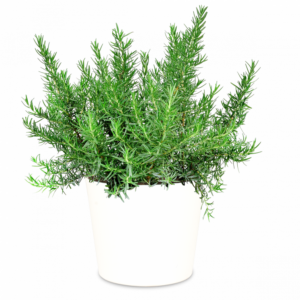 Piantine Rosmarino