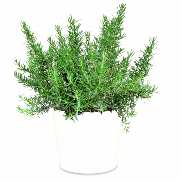 Piantine Rosmarino